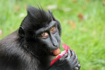 Crested Macaque (Macaca Nigra) in natural habitat - 771056600