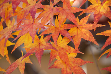 秋の大徳寺　境内の紅葉　京都市北区紫野