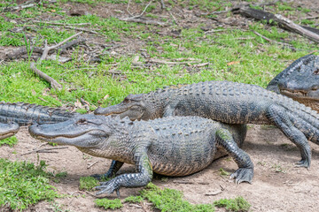Alligators on shore of bayou laying in sun - 771057661
