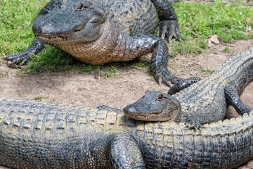 Alligators sunning on the shore of bayou near forest - 771058834