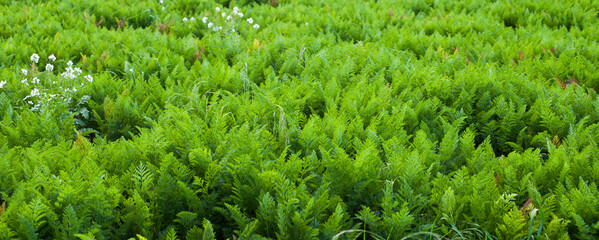 Photograph of carrot plant in a crop. Concept of food and nature.