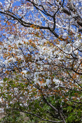 綺麗に咲いた山桜の花 ヤマザクラ