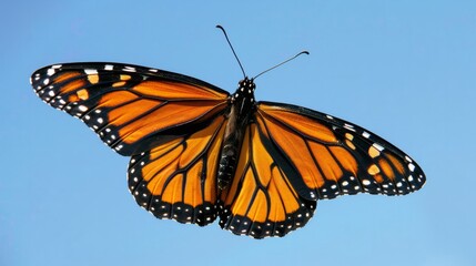 Monarch butterfly mid-flight its intricate orange and black wings contrasting against a pale cloudless blue North American sky