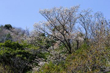 綺麗に咲いた山桜の花 ヤマザクラ