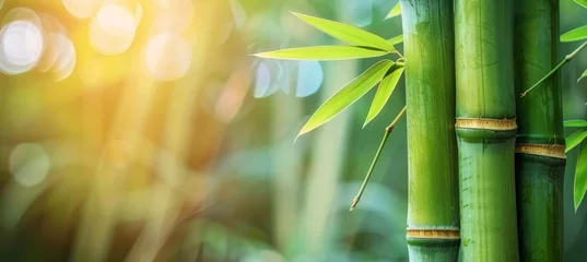 Tuinposter Serene bamboo forest and verdant meadow under gentle natural light in artistic blur style © Ilja