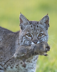 Bobcat (Lynx rufus) hunting with gopher, Point Reyes National Seashore, California 