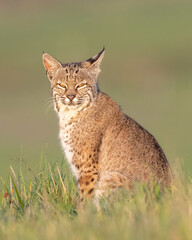 Bobcat (Lynx rufus) hunting with gopher, Point Reyes National Seashore, California 