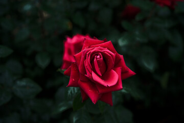 中之島バラ園 - Nakanoshima Rose Garden in Osaka, Japan, in the Rain