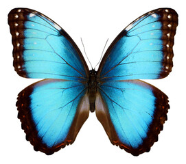 Blue butterfly isolated on transparent. Big blue iridescent butterfly Morpho peleides png....