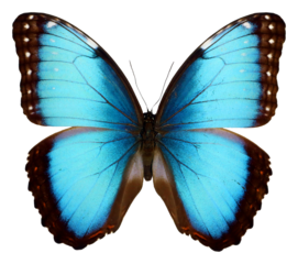 Blue butterfly isolated on transparent. Big blue iridescent butterfly Morpho peleides png. Collection butterflies. Morphidae. Tropical butterfly. Lepidoptera. Entomology 