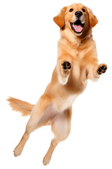 Long-haired Golden Retriever dog jumping in the air in excitement
