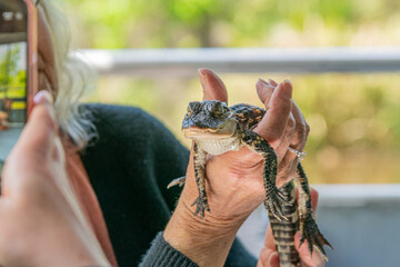 Tourist holding cute baby alligator in boat on swamp tour - 771064487