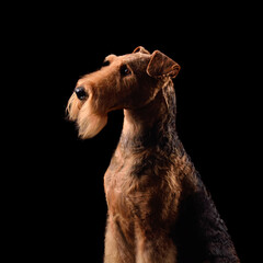 Silhouette of airedale terrier dog