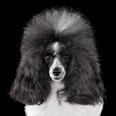 Portrait of beautiful black and white poodle