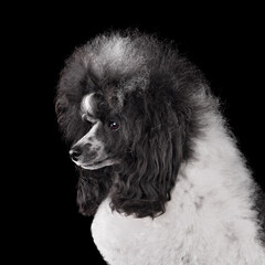 Beautiful black and white toy poodle