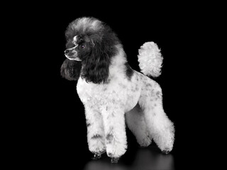 Standing elegant harlequin poodle