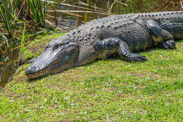 Large alligator basking in sun on grass at edge of bayou