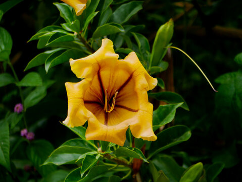 A huge yellow flower Solandra in the botanical garden Jardim Botanico Tropical in Lisbon. Poisonous plant