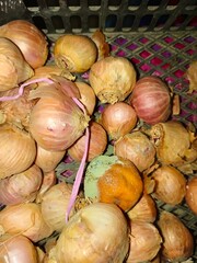 Onion🧅