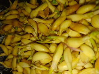 Garlic