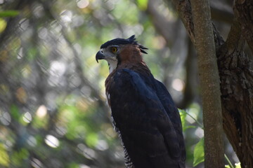 close up águila halcones