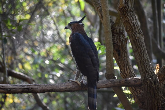 &aacute;guila y halcones