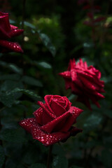 中之島バラ園 - Nakanoshima Rose Garden in Osaka, Japan, in the Rain