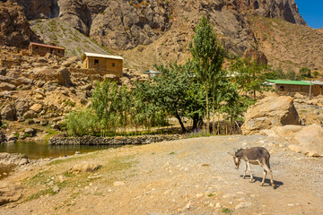 Donkey in a village of the Fann Mountains,  Tajikistan