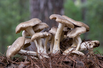 Bunch of wild clustered dome cap mushrooms growing amongst green grass, mushrooms in the forest, ...