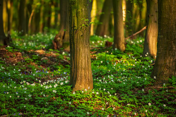 Flowering green forest with white flowers, spring nature background - 771067651