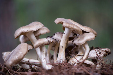 Bunch of wild clustered dome cap mushrooms growing amongst green grass, mushrooms in the forest, ...