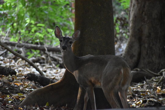Venado cola blanca, Chiapas