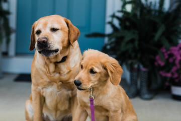 Old dog and Puppy