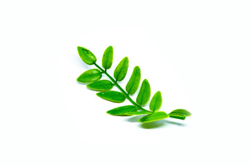 imitation leaf on isolated white background