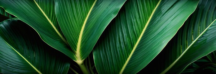 vibrant green tropical leaves with natural patterns and rich texture. green background, tropical...