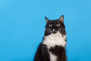 Portrait of black and white cat with dense fur. Blue background.