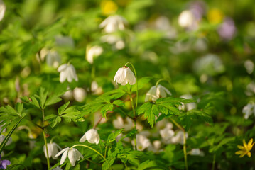 White anemone flowers growing in spring forest, natural seasonal background - 771070805