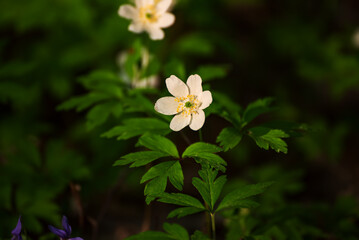 White anemone flowers growing in spring forest, natural seasonal background - 771071068