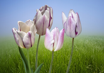 White-pink tulips in the springtime garden