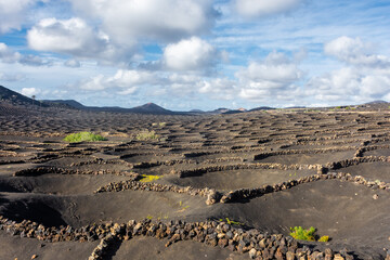 Landscape of the volcanic vineyards of La Geria, in Lanzarote, Canary Islands,  Spain