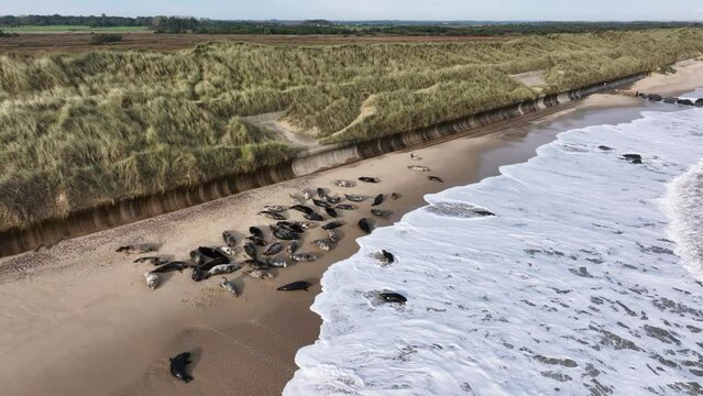 Atlantic Grey Seal Colony on the Norfolk coast