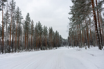 Beautiful snowy forest,  winter landscape in Finland