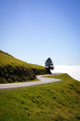 Road and Tree in Mount Tamalpais, San Francisco Bay Area