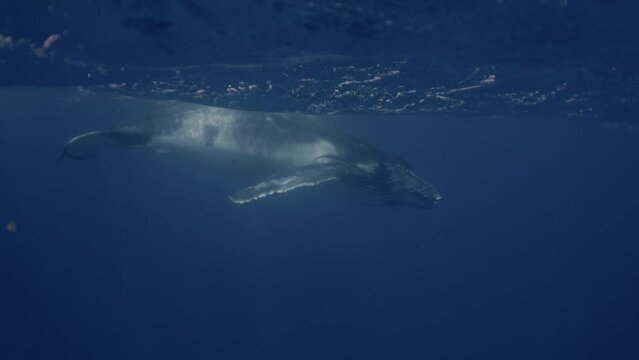 Hazy water humpback whale underwater in Pacific Ocean. Majestic giant mammal swimming deep slow motion. Young whale dance wave flippers in water in Tonga Polynesia. Mammal Marine life. High resolution