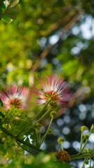 Rain Tree plant flowers blooming
