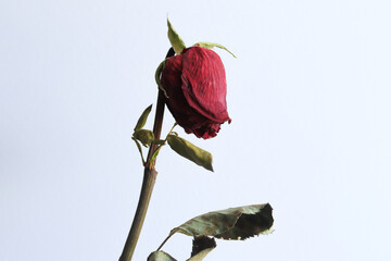 Photograph of dried roses representing oblivion and sadness. Concept of plnatas and flowers.