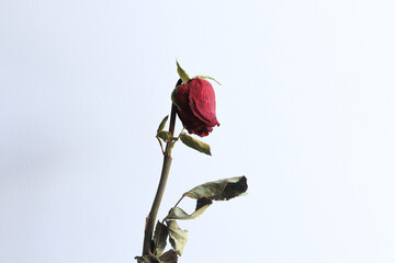 Photograph of dried roses representing oblivion and sadness. Concept of plnatas and flowers.