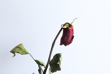 Photograph of dried roses representing oblivion and sadness. Concept of plnatas and flowers.