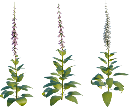 Digitalis purpurea 4K PNG CUTOUT