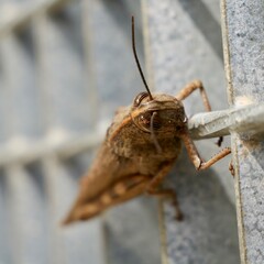 The Egyptian grasshopper or Egyptian locust (Anacridium aegyptium), Spain